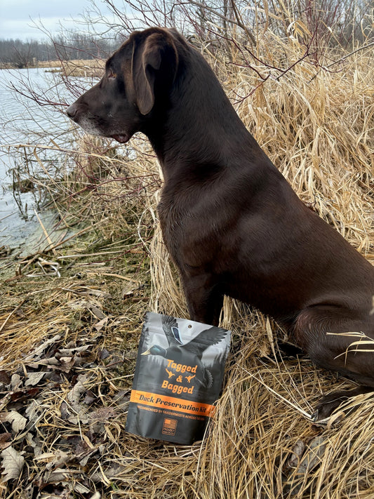 Chocolate lab sitting at the edge of a marsh beside a Tagged and Bagged Duck Preservation Kit