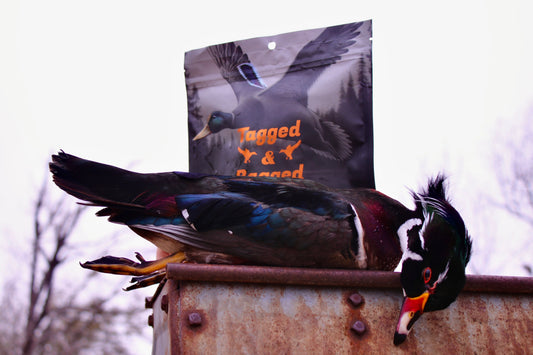 How to Preserve a Duck for Mounting (The Right Way)
